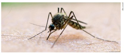 FIGHTING MALARIA IN PAPUA