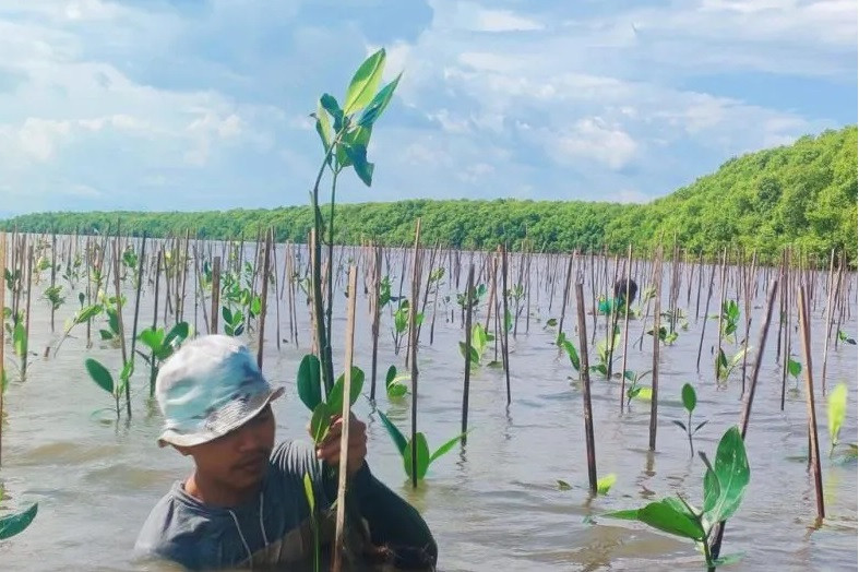 mangrove i